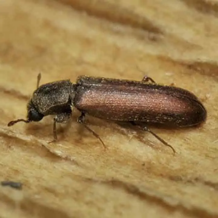 Traitement de bois contre les insectes en Eure-et-Loir et dans les