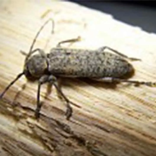 Capricorne insecte à larves xylophages - Traitement bois et charpente - ROLLAND DES BOIS - à Nantes, Saint-Nazaire, Pornic, Clisson, Châteaubriant