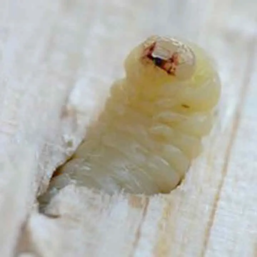 Larve xylophage de pertite vrillette - Traitement bois et charpente - ROLLAND DES BOIS - Nantes, Pornic... Loire-Atlantique - 44