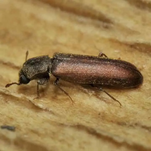 Lyctus insecte à larves xylophages - Loire-Atlantique - ROLLAND DES BOIS - Traitement de charpente bois