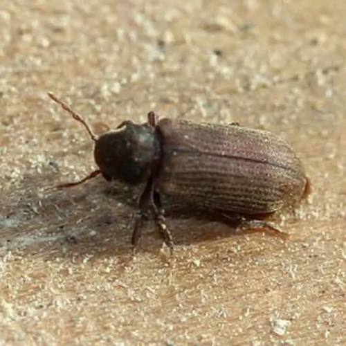 Traitement bois de charpente - Rolland des bois - Vrillette - insecte à larves xylophages - Nantes, Saint-Herblain... Loire-Atlantique - 44