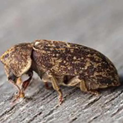 Vrillette - Insecte à larves xylophages - Traitement bois charpente - ROLLAND DES BOIS - TRAITEMENTS BOIS - Loire-Atlantique