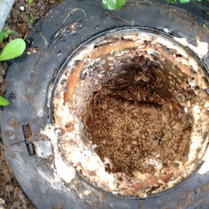 ROLLAND DES BOIS - Traitement anti-termites par pièges à Port-Saint-Père près de Nantes en Loire-Atlantique 44