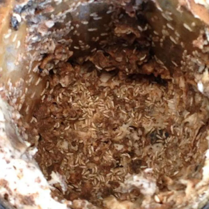 ROLLAND DES BOIS - Traitement termites à Nantes en Loire-Atlantique (44)