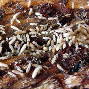 Traitement termites curatif à Nantes - ROLLAND DES BOIS