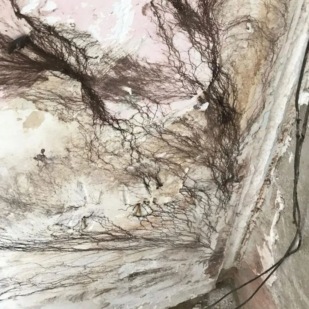 diagnostic mérule Châteaubriant