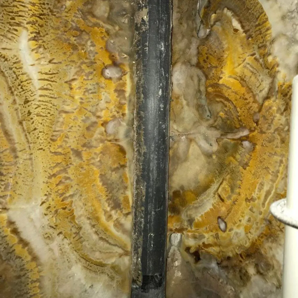 champignons lignivores murs humides