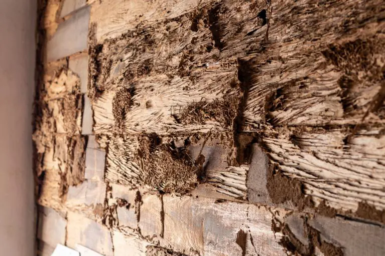 attaque des fourmis dans votre maison