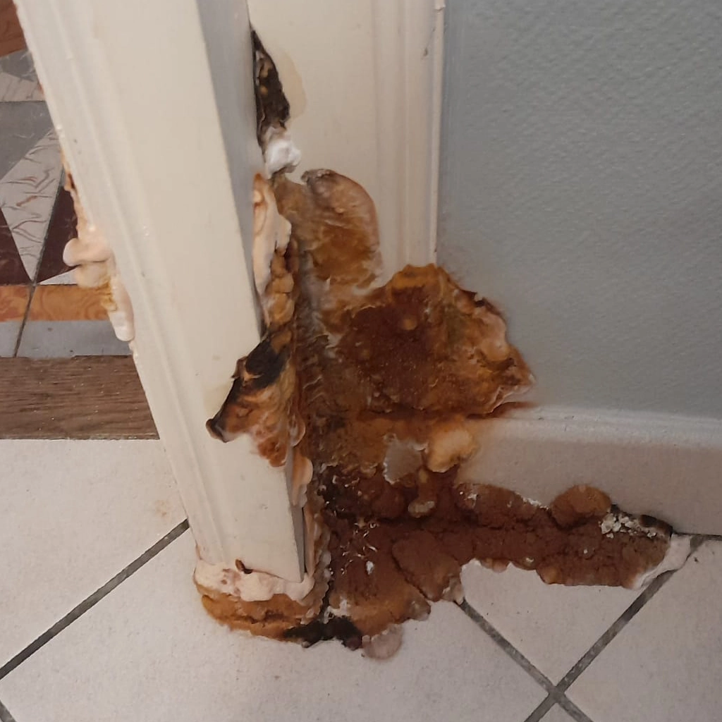 Infestation de mérule