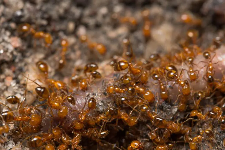 traitement anti-fourmis sur la Région de Lorient