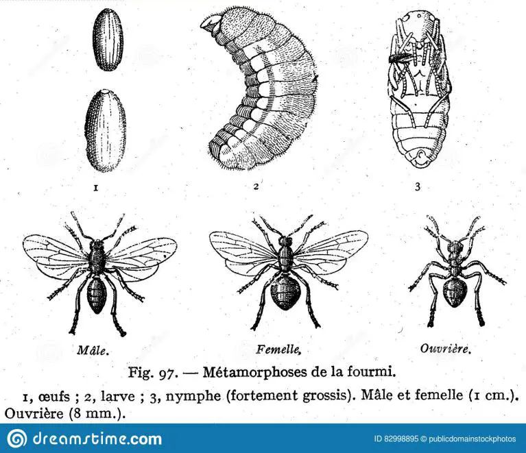 stade de developement des fourmis