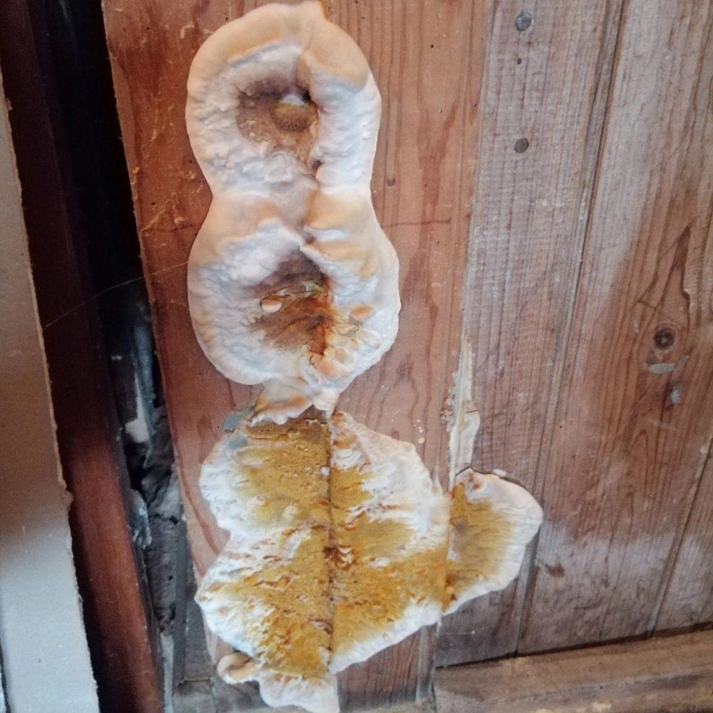 fructification de mérule