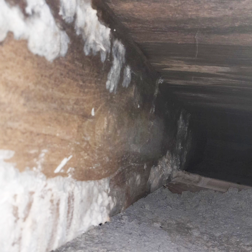 La mérule attaque le bois