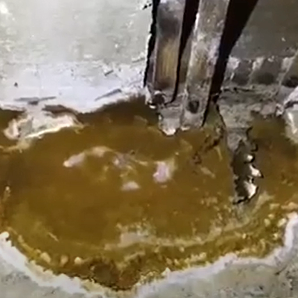 Mérule champignon lignivore