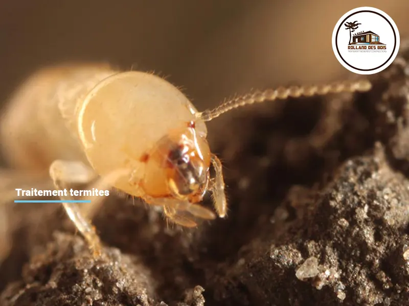 Traitement termites à Clisson à côté de Nantes, chantier effectué par Rolland des Bois, entreprise spécialisé dans le traitement termites, insectes xylophages.