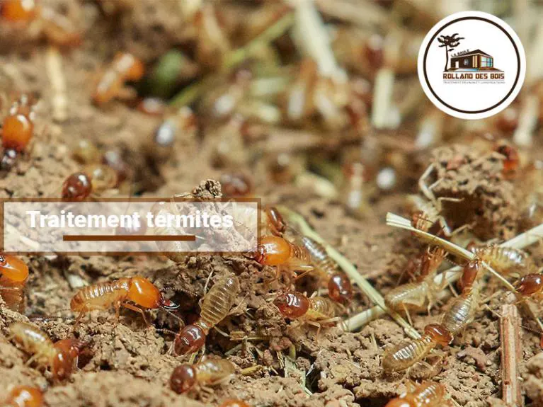 Traitement termites à Saint-Herblain en Loire-Atlantique (44).