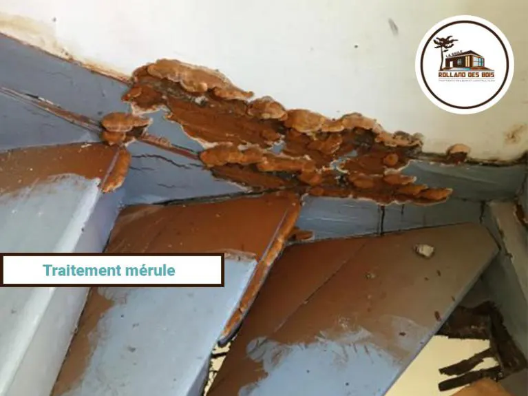 Traitement mérule en Loire Atlantique, traitement réalisé par l’entreprise Rolland des Bois, expert du traitement mérule et champignons lignivores.