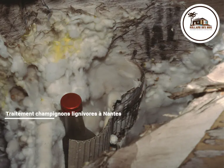 Traitement champignons lignivores à Nantes en Loire-Atlantique (44), chantier effectué par Rolland des Bois (mérule, coniophore des caves).