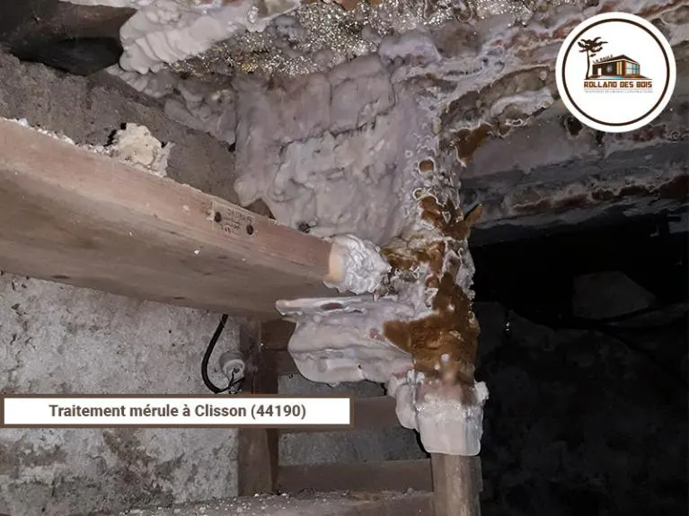 Traitement mérule en Loire Atlantique, traitement réalisé par l’entreprise Rolland des Bois, expert du traitement mérule et champignons lignivores.