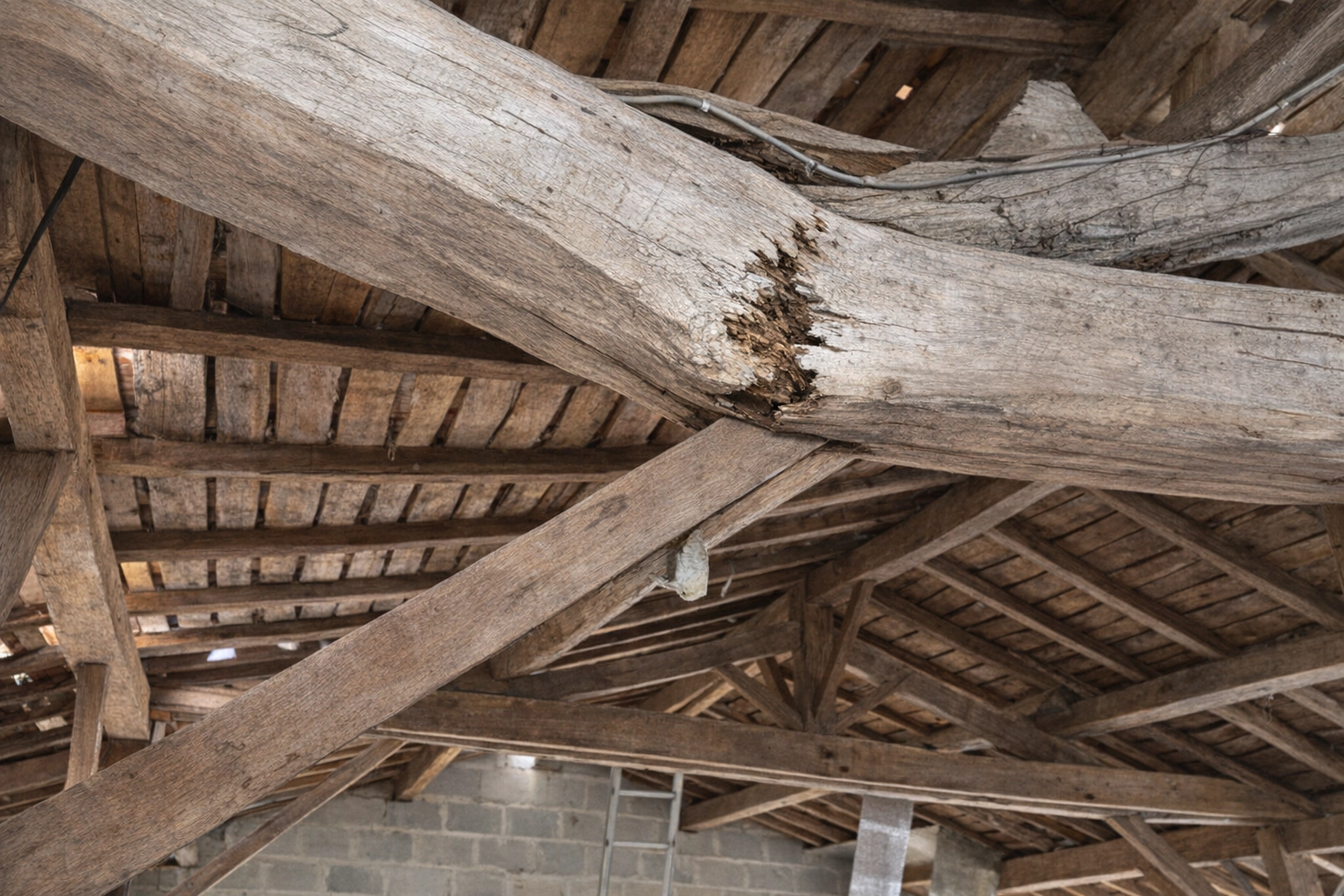 traitement termites charpente Vannes