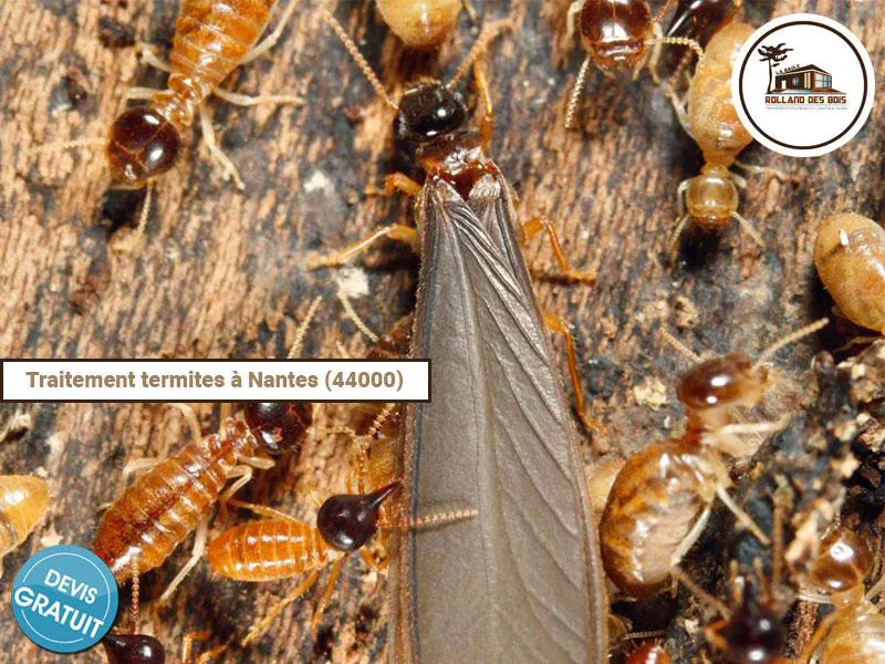 Traitement insectes xylophages (termites) sur la ville de Nantes dans le 44, chantier réalisé par Rolland des Bois.