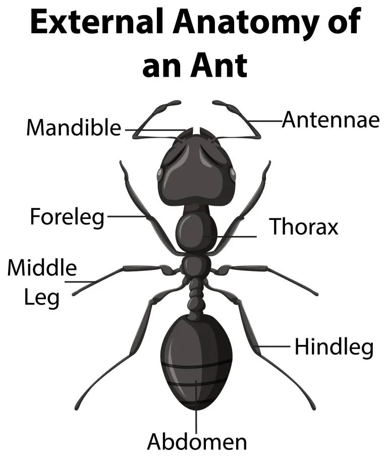 anatomie de la fourmis