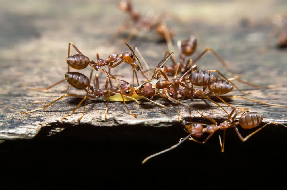 Des colonies de fourmis rouges