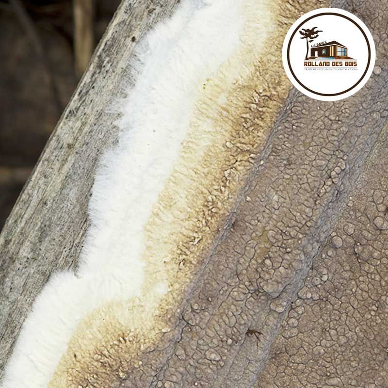 coniophore des caves (coniophora puteana) un champignons lignivores aimant l'humidité