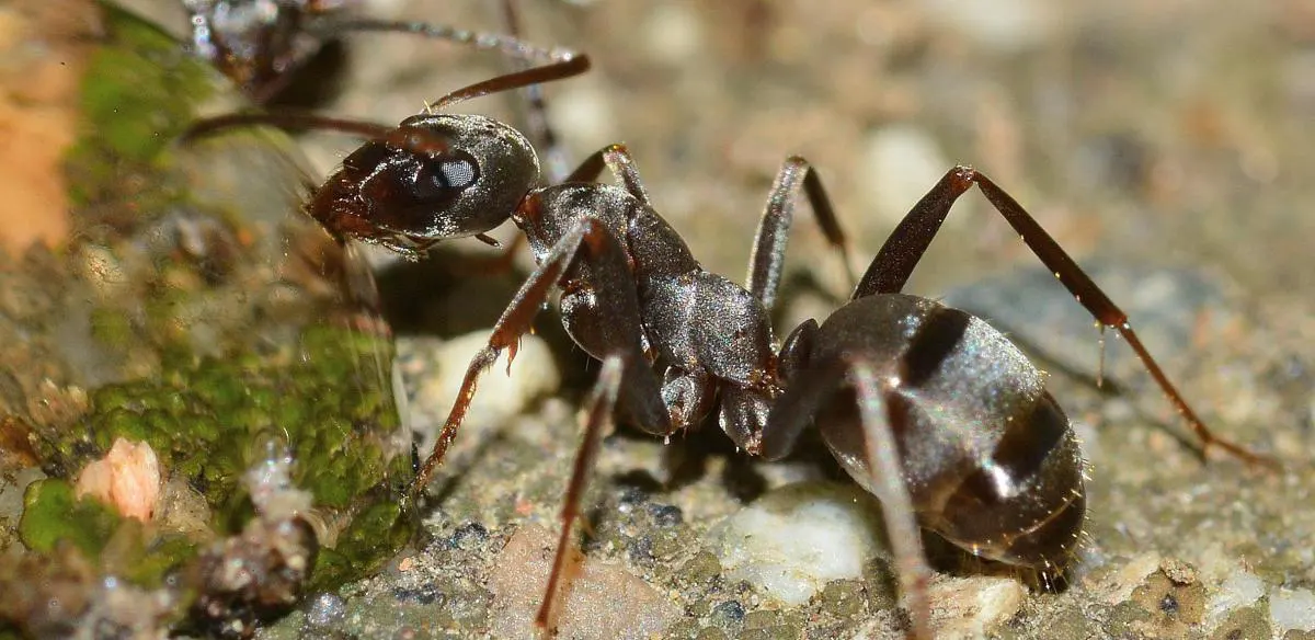 traitement anti-fourmis de rolland des bois sur le Golfe du Morbihan