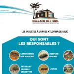 rolland-des-bois-insectes-a-larves-xylophages