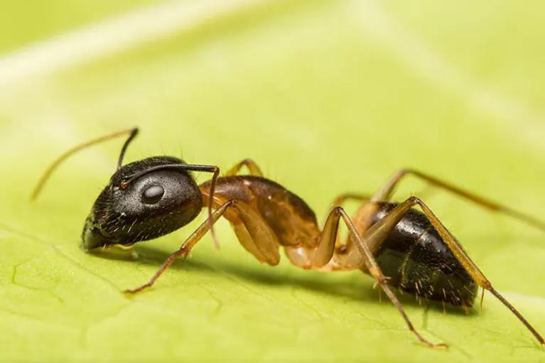 fourmis 56 Morbihan